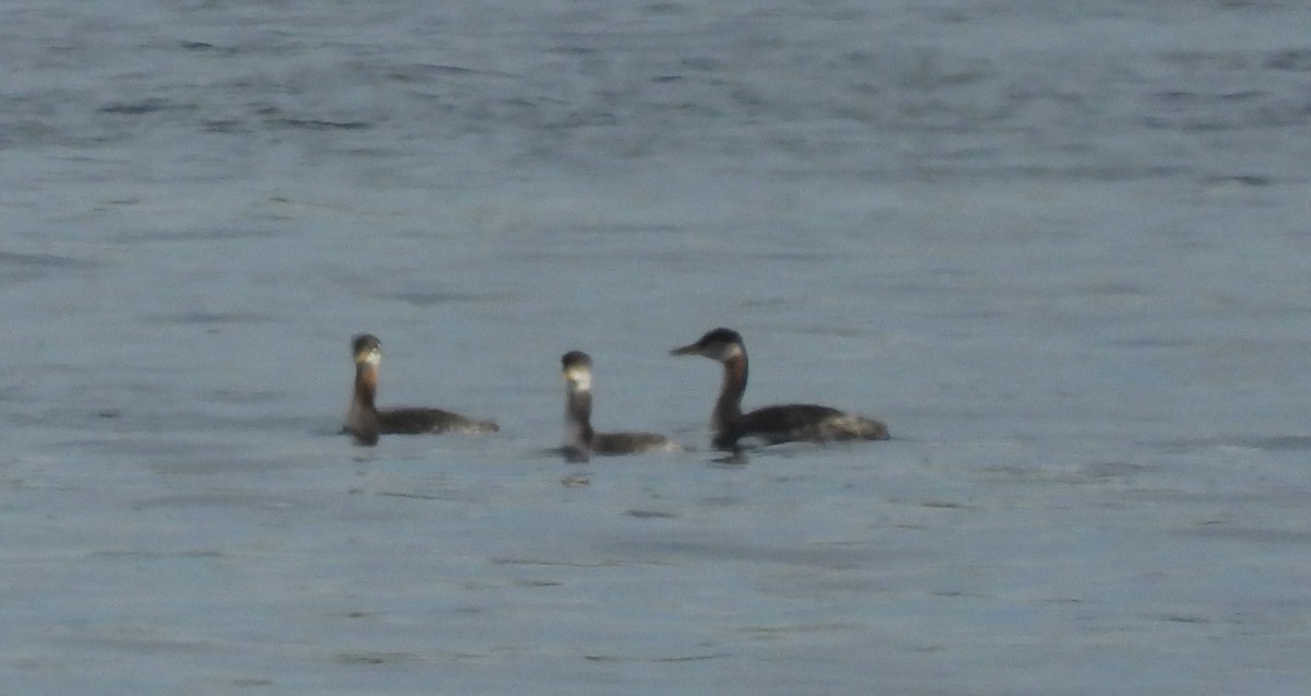 Red-necked Grebe - ML492663491