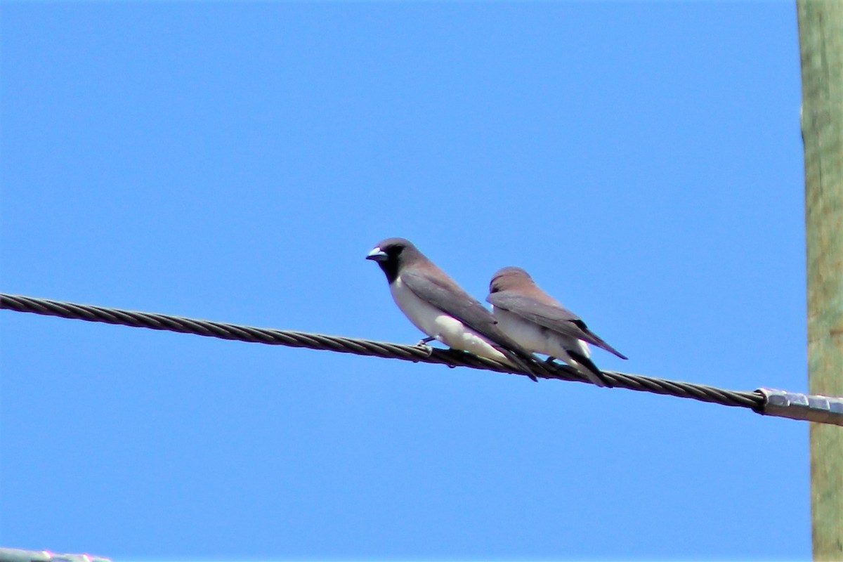 White-breasted Woodswallow - ML492667191