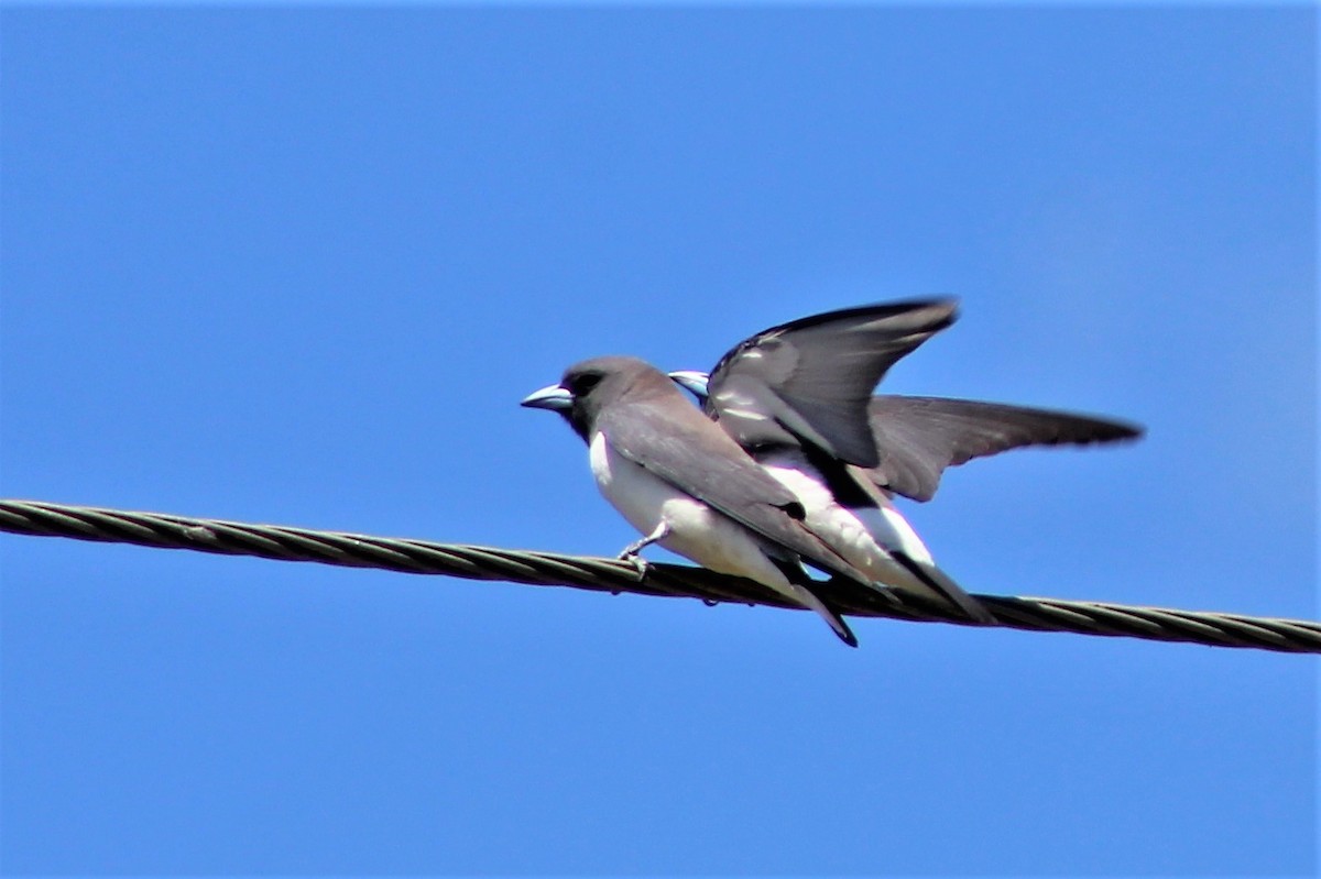 White-breasted Woodswallow - ML492667201