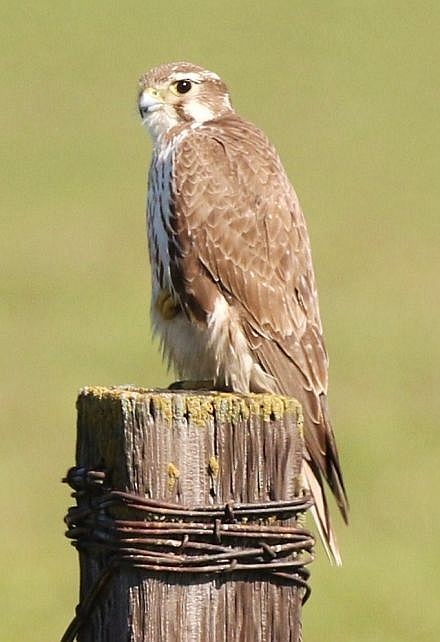 Prairie Falcon - Breck Breckenridge