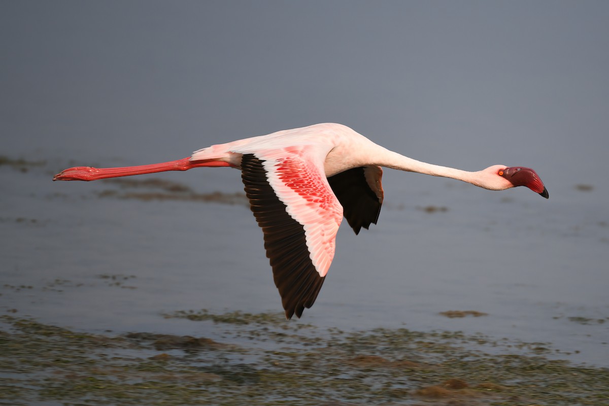 Lesser Flamingo - ML492675381