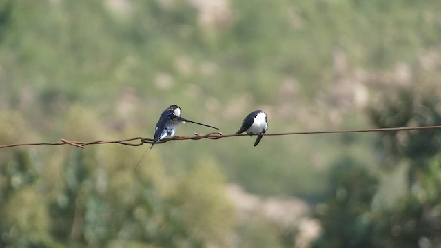 Wire-tailed Swallow - ML492682661