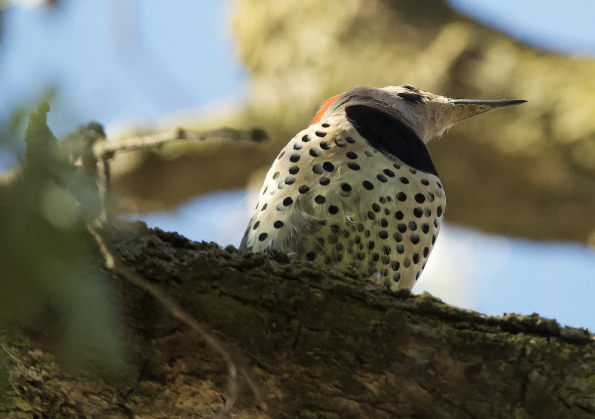 Northern Flicker (Yellow-shafted) - ML492683851