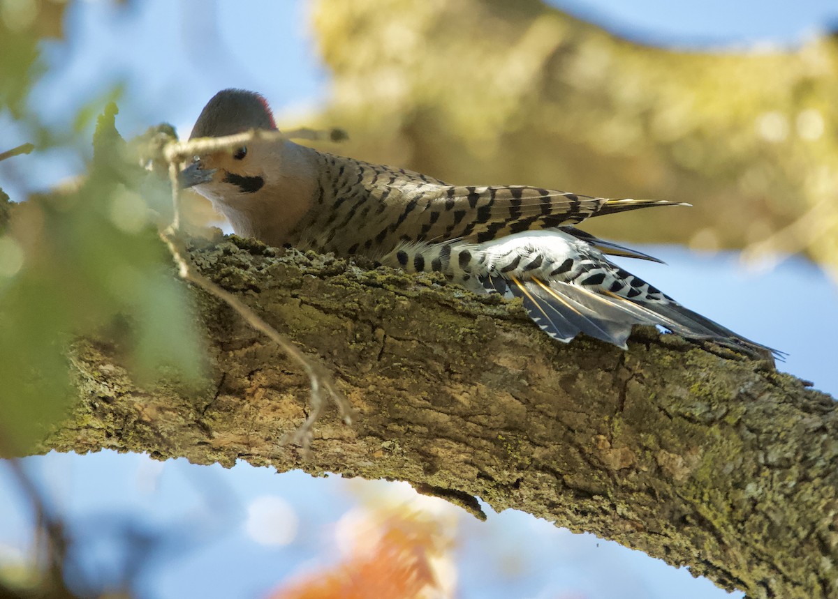 Northern Flicker (Yellow-shafted) - ML492683861