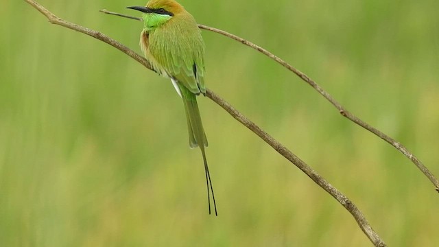 Asian Green Bee-eater - ML492683911