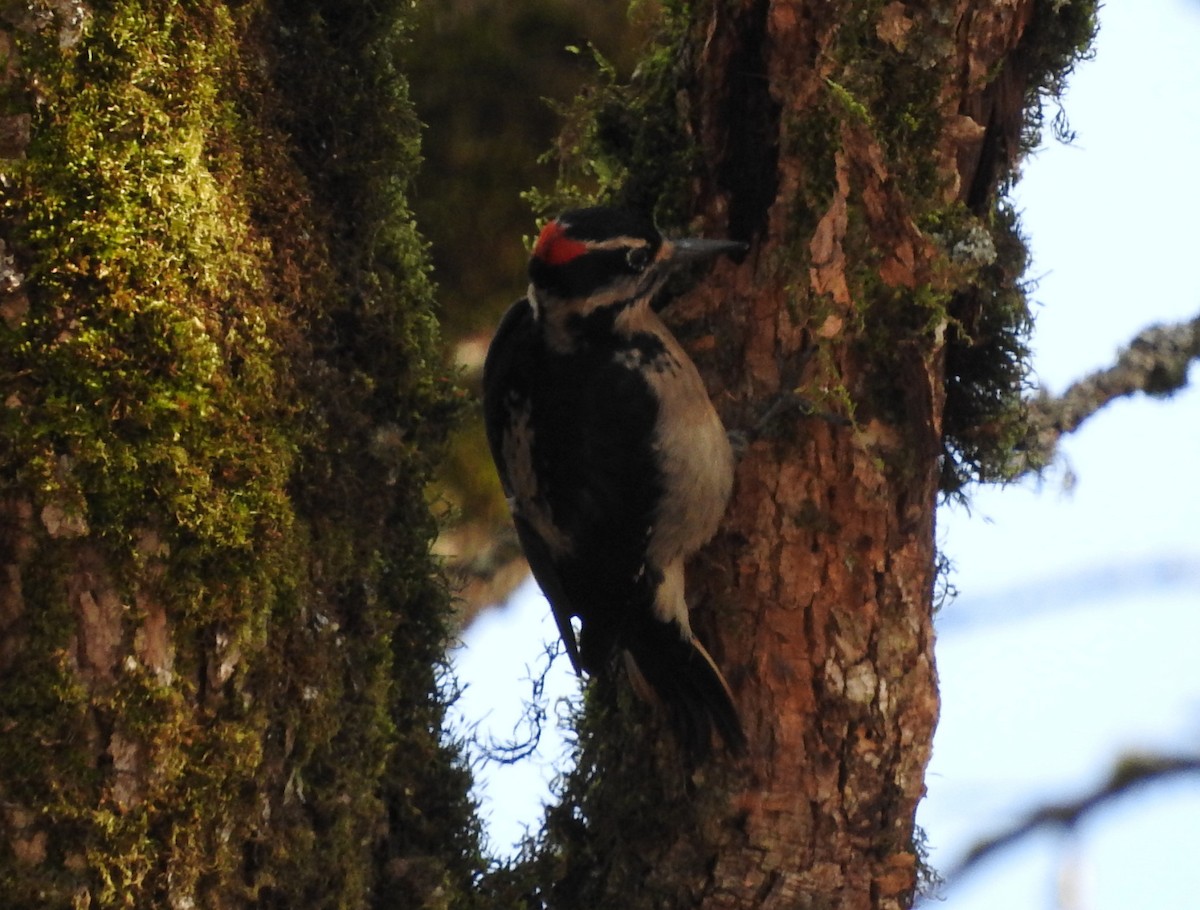Hairy Woodpecker - David Rymal