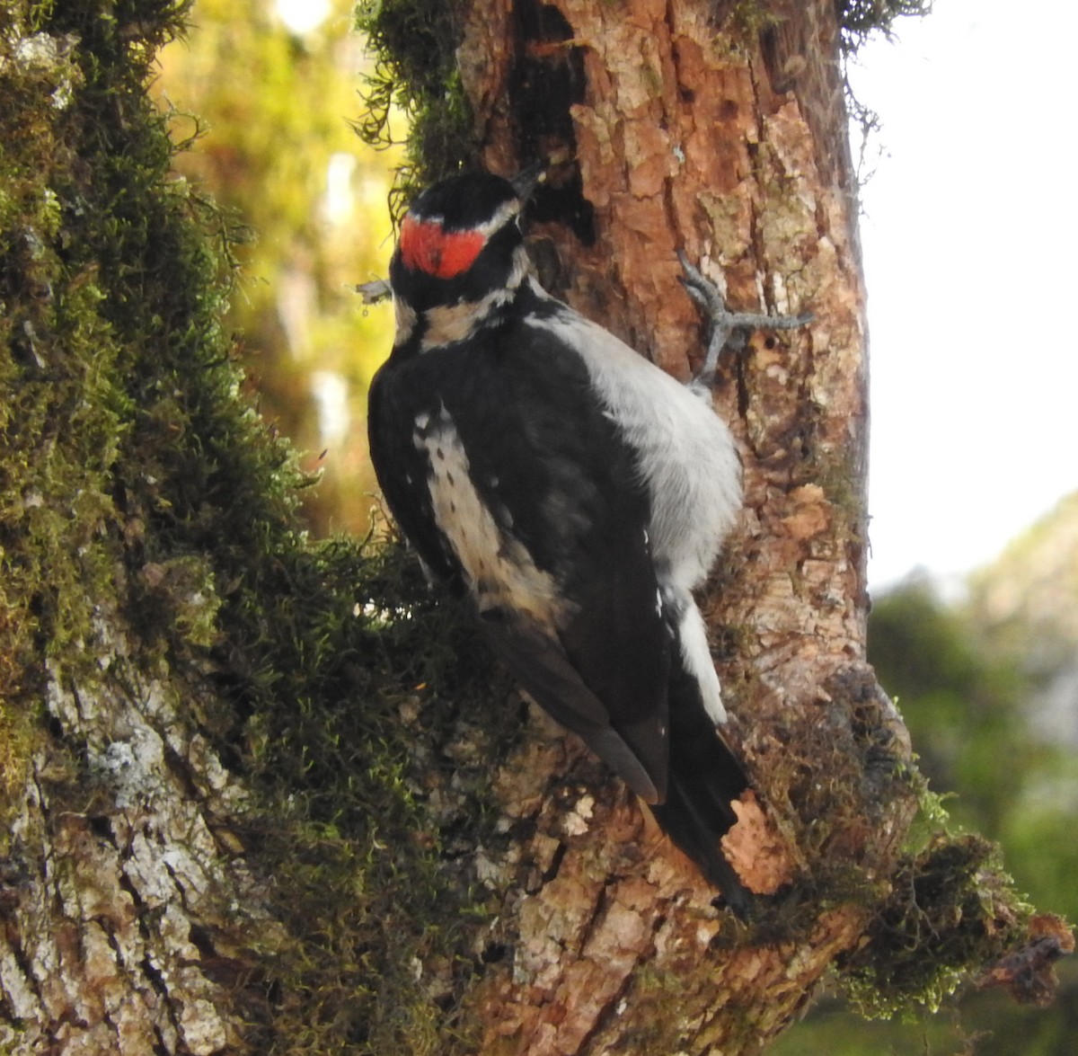 Hairy Woodpecker - ML49268631