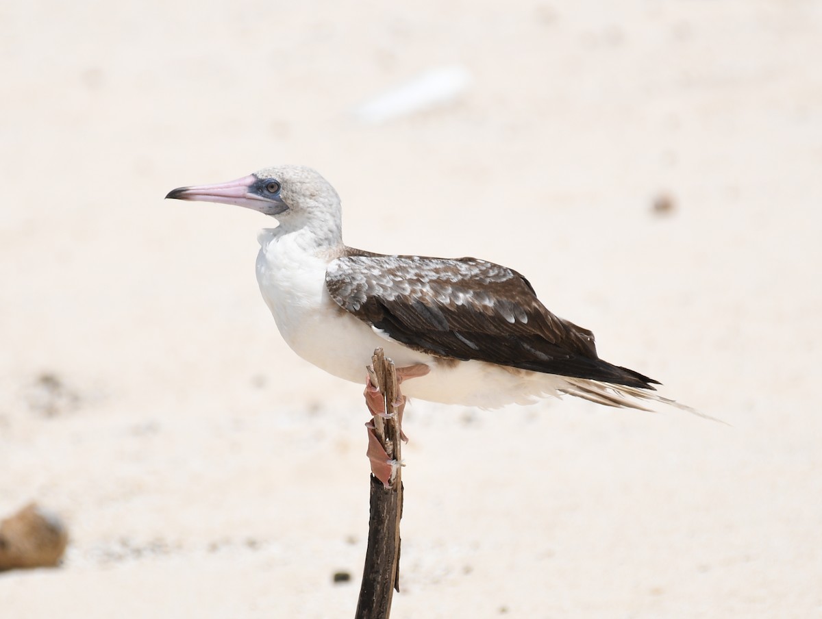 Red-footed Booby - ML492689061