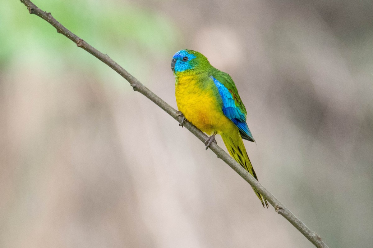Turquoise Parrot - ML492691351
