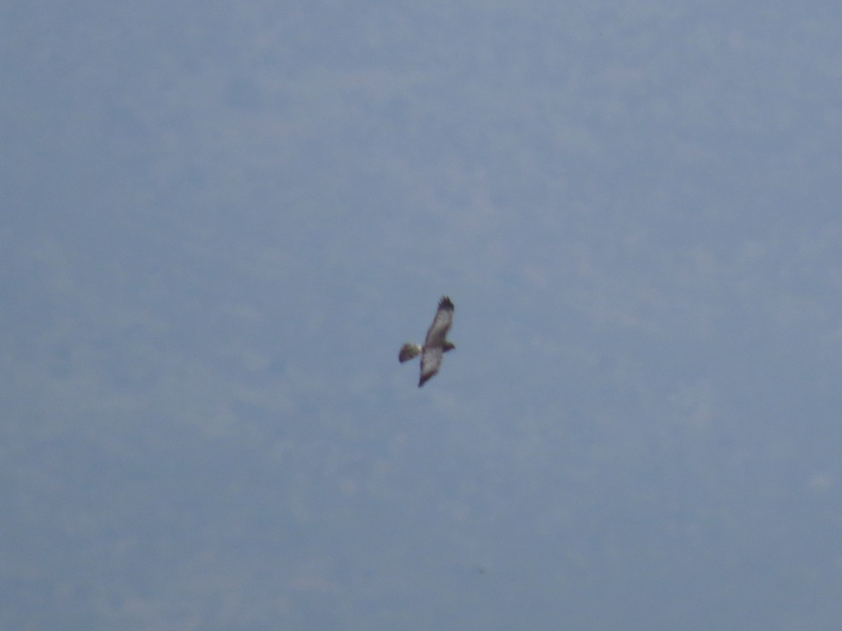 Cinereous Harrier - ML492693961