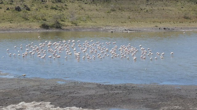 Lesser Flamingo - ML492702401