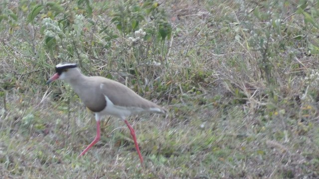 Crowned Lapwing - ML492702561