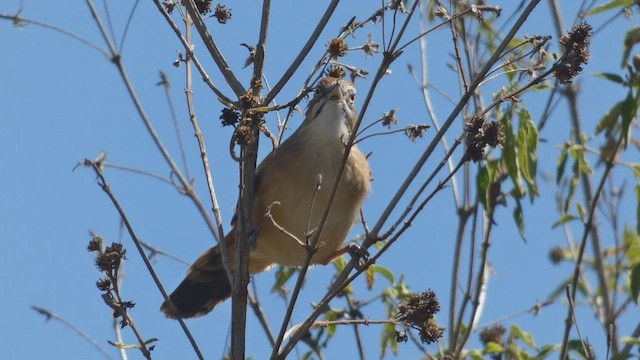 Moustached Grass-Warbler - ML492703311