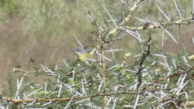 Yellow-breasted Apalis - ML492703351