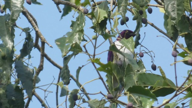 Violet-backed Starling - ML492703751