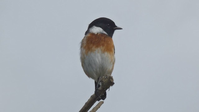 African Stonechat - ML492703961