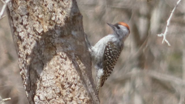 Cardinal Woodpecker - ML492707561