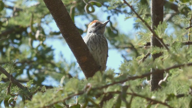 Cardinal Woodpecker - ML492707571