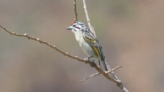 Red-fronted Tinkerbird - ML492708911