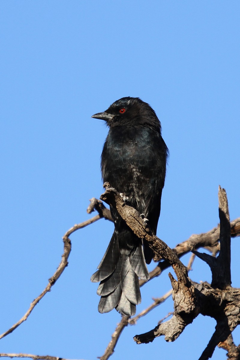 Fork-tailed Drongo - ML49271171