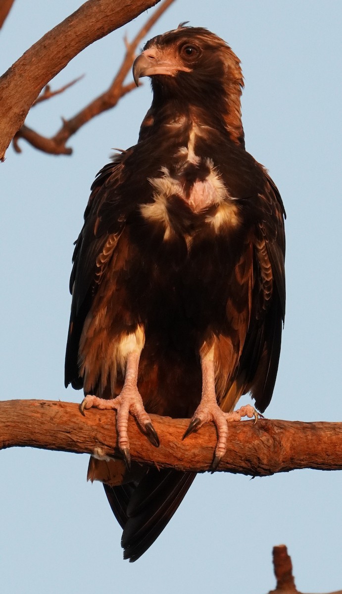 Black-breasted Kite - ML492712471