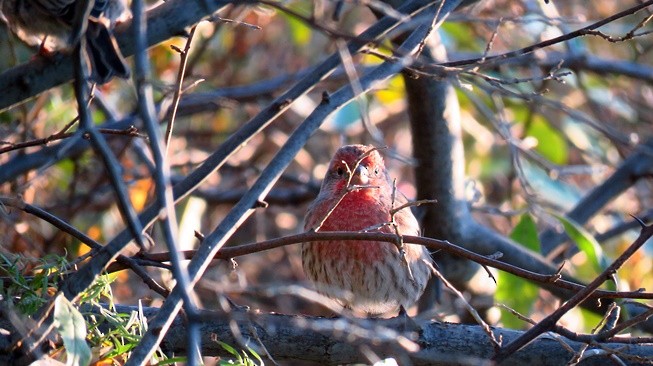 House Finch (Common) - ML49271491
