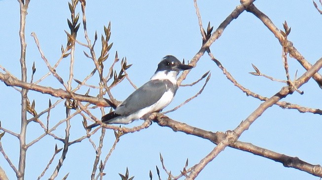 Belted Kingfisher - ML49271951