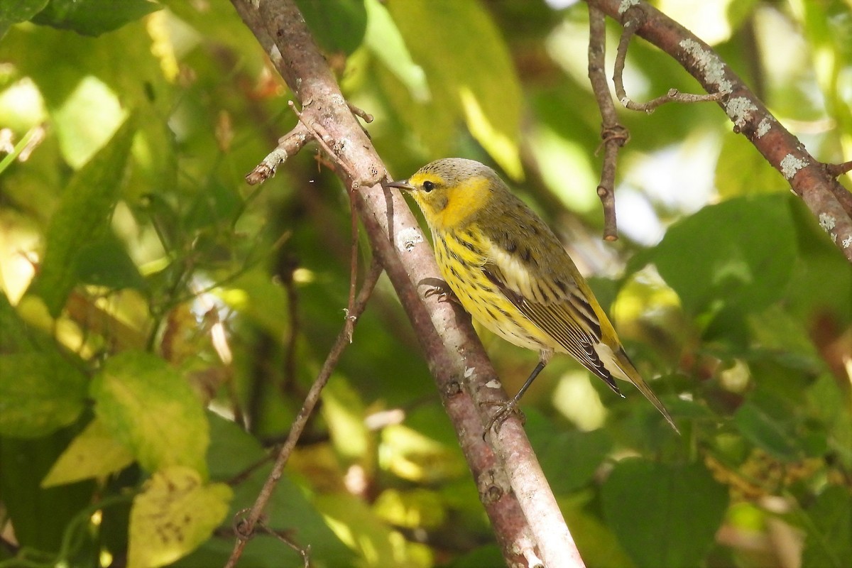 Cape May Warbler - ML492719611