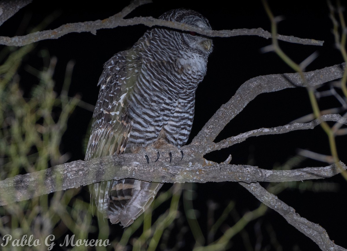 Chaco Owl - ML492720101