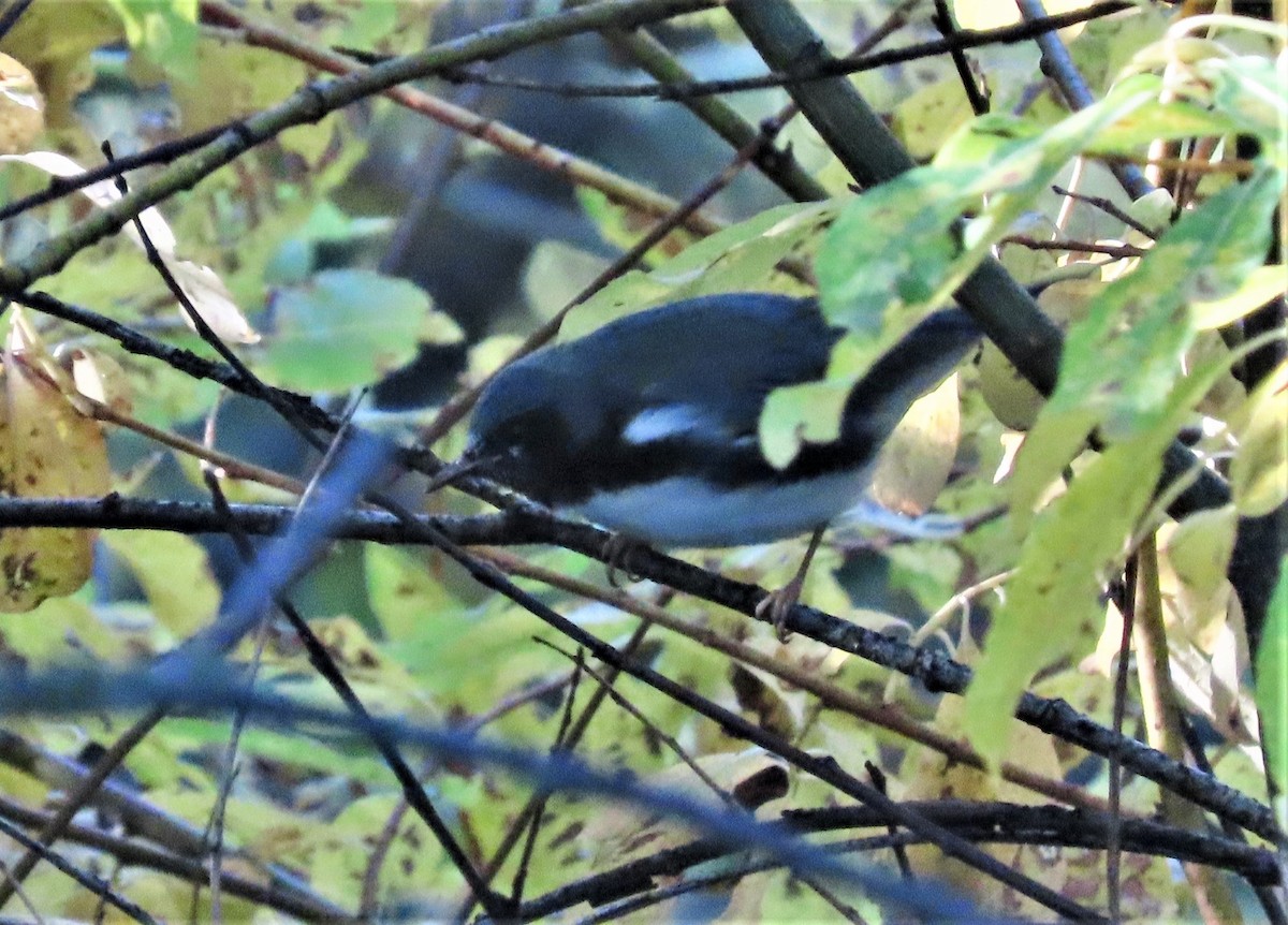 Black-throated Blue Warbler - ML492720951