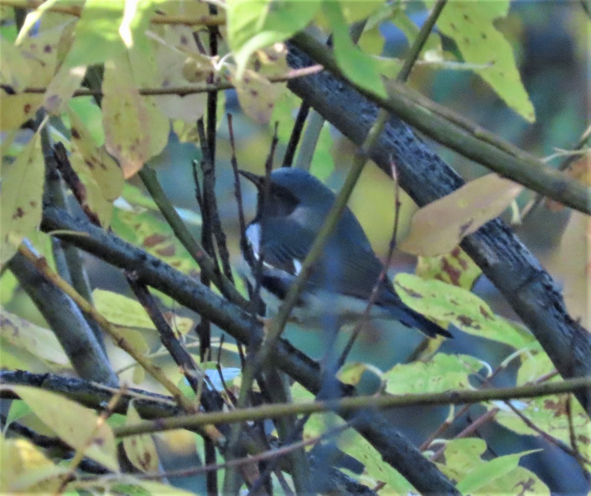 Black-throated Blue Warbler - ML492720971