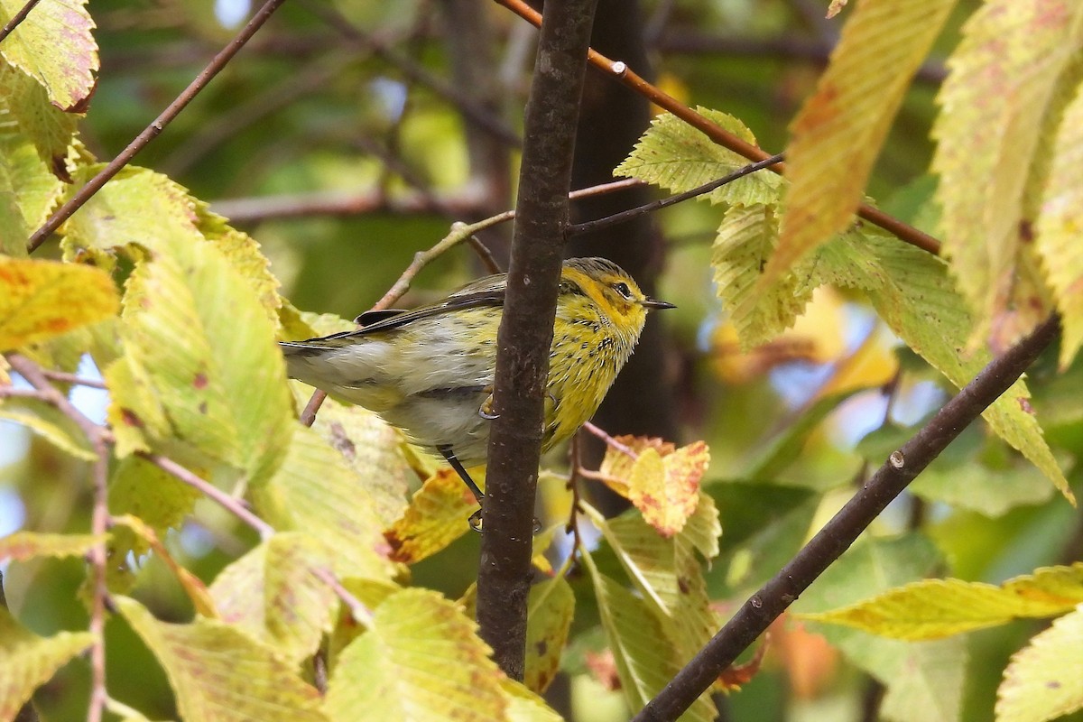 Cape May Warbler - ML492721641