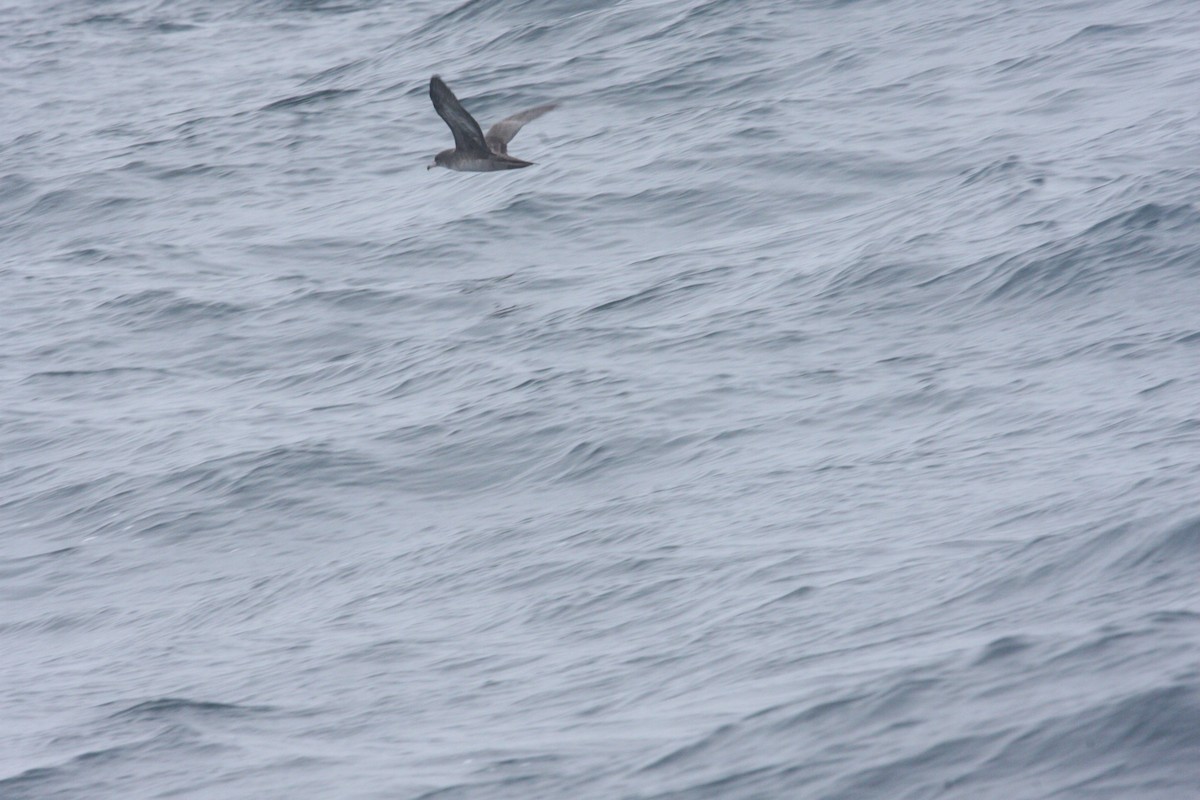 Pink-footed Shearwater - ML49272621