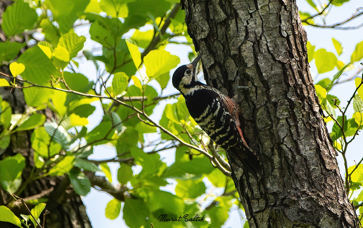 White-backed Woodpecker - ML492726231
