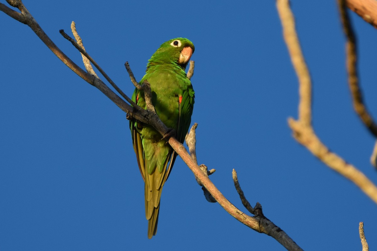 Hispaniolan Parakeet - ML492732471