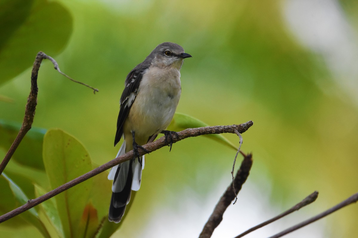 Northern Mockingbird - Bernardo Sayus