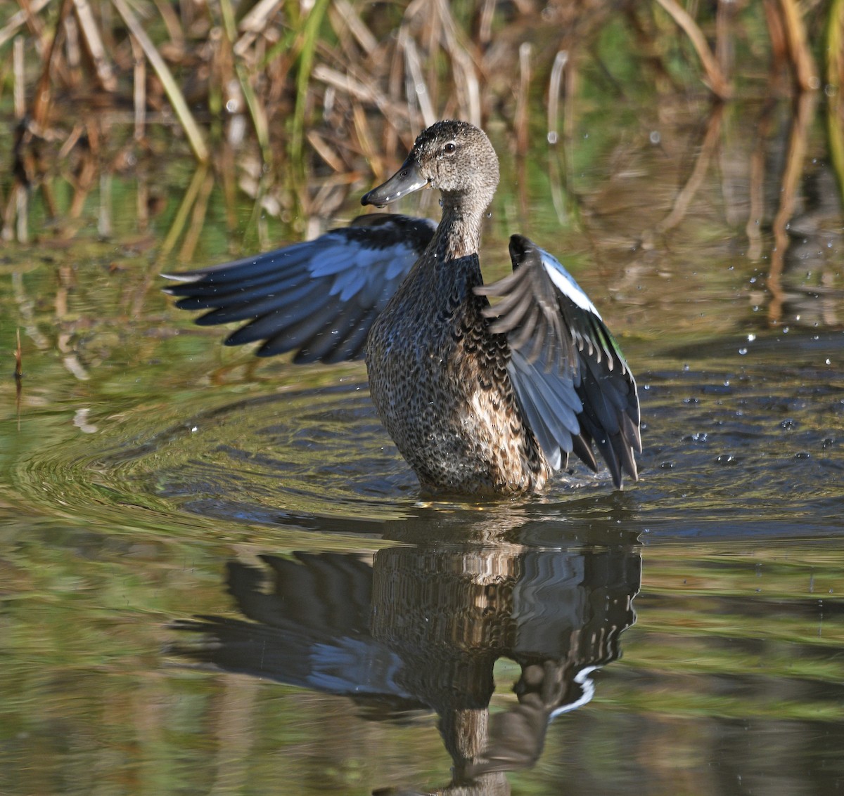 Blue-winged Teal - ML492735271