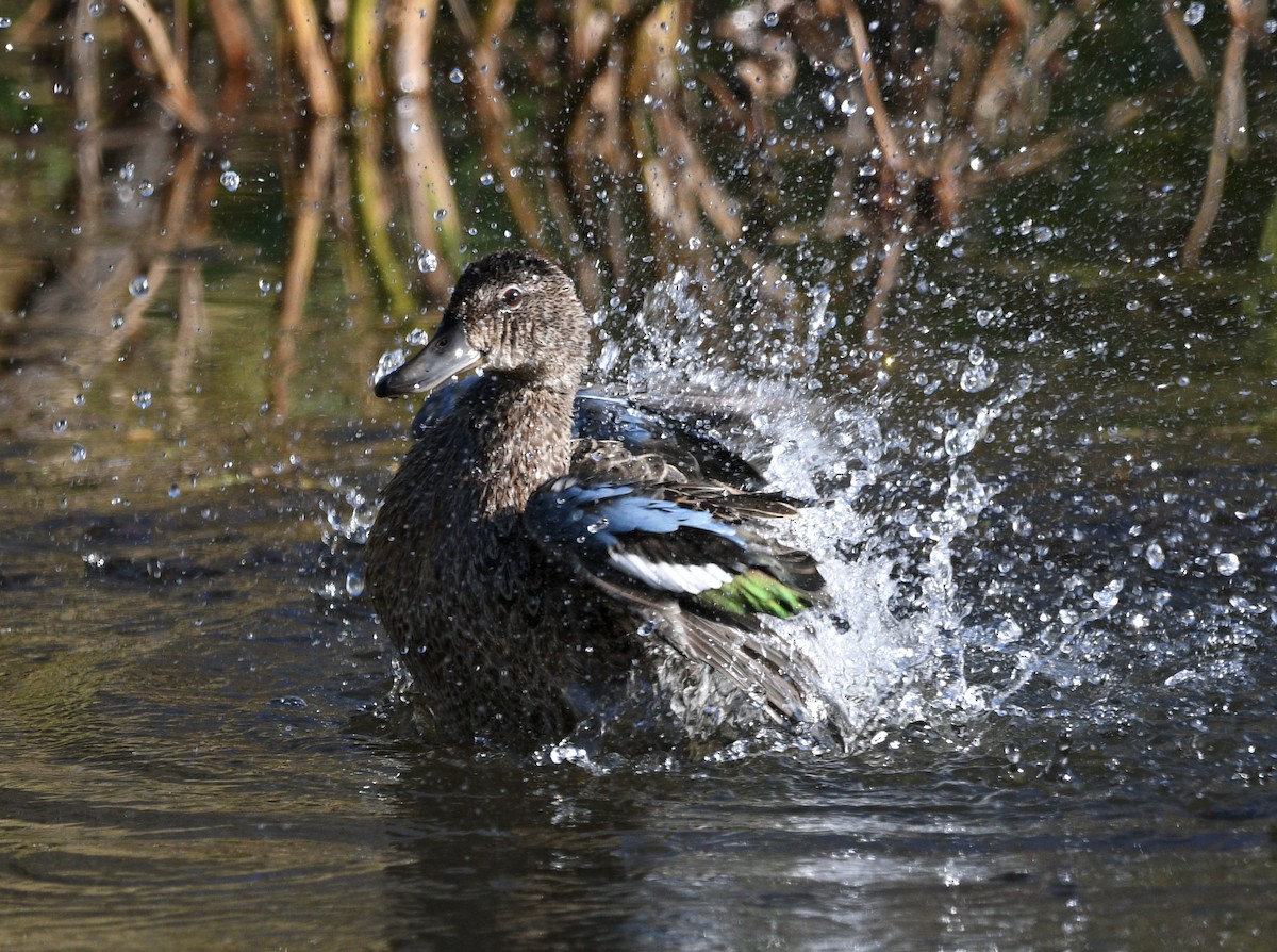 Blue-winged Teal - ML492735341