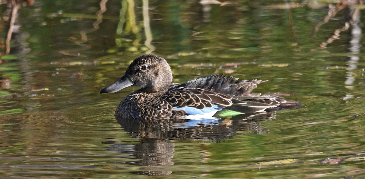 Blue-winged Teal - ML492735421