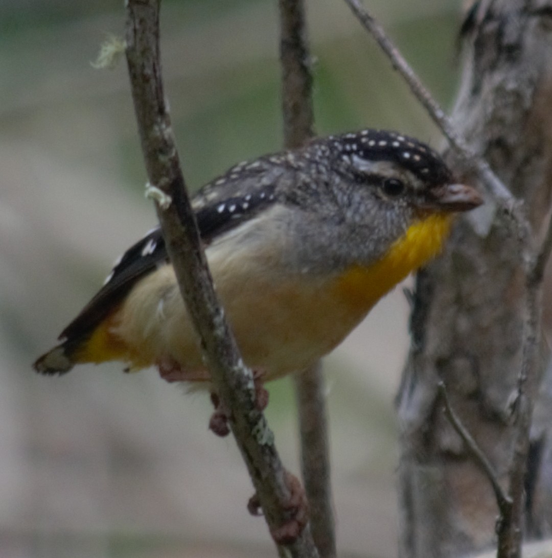 Spotted Pardalote - ML492745091