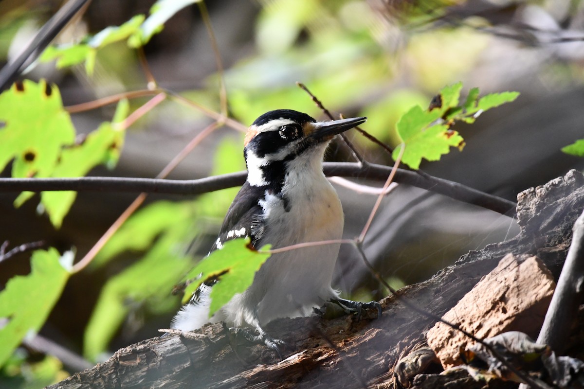 Hairy Woodpecker - Conor  Moses