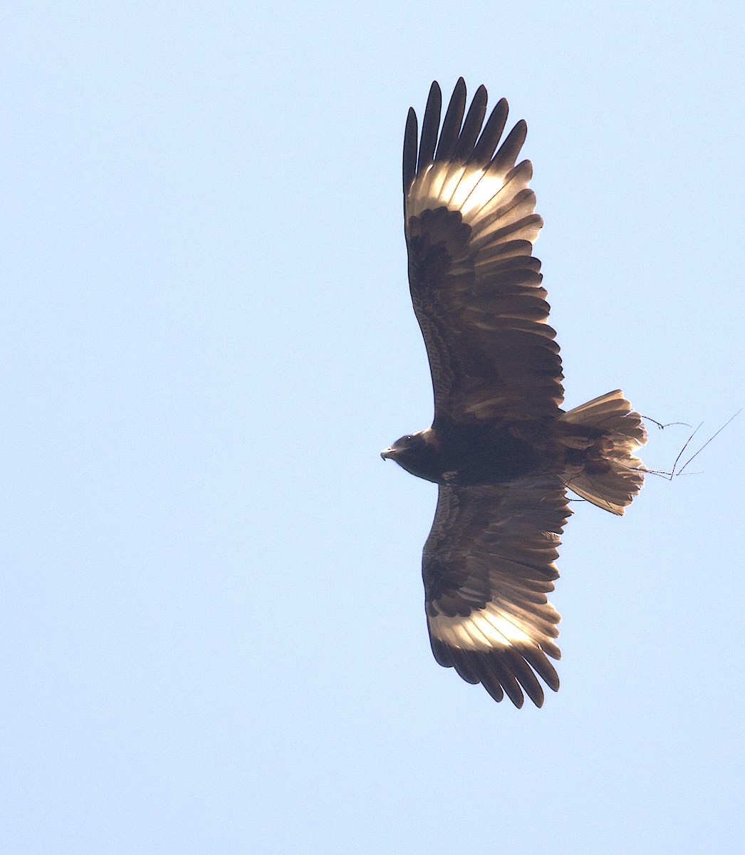 Black-breasted Kite - ML492747801