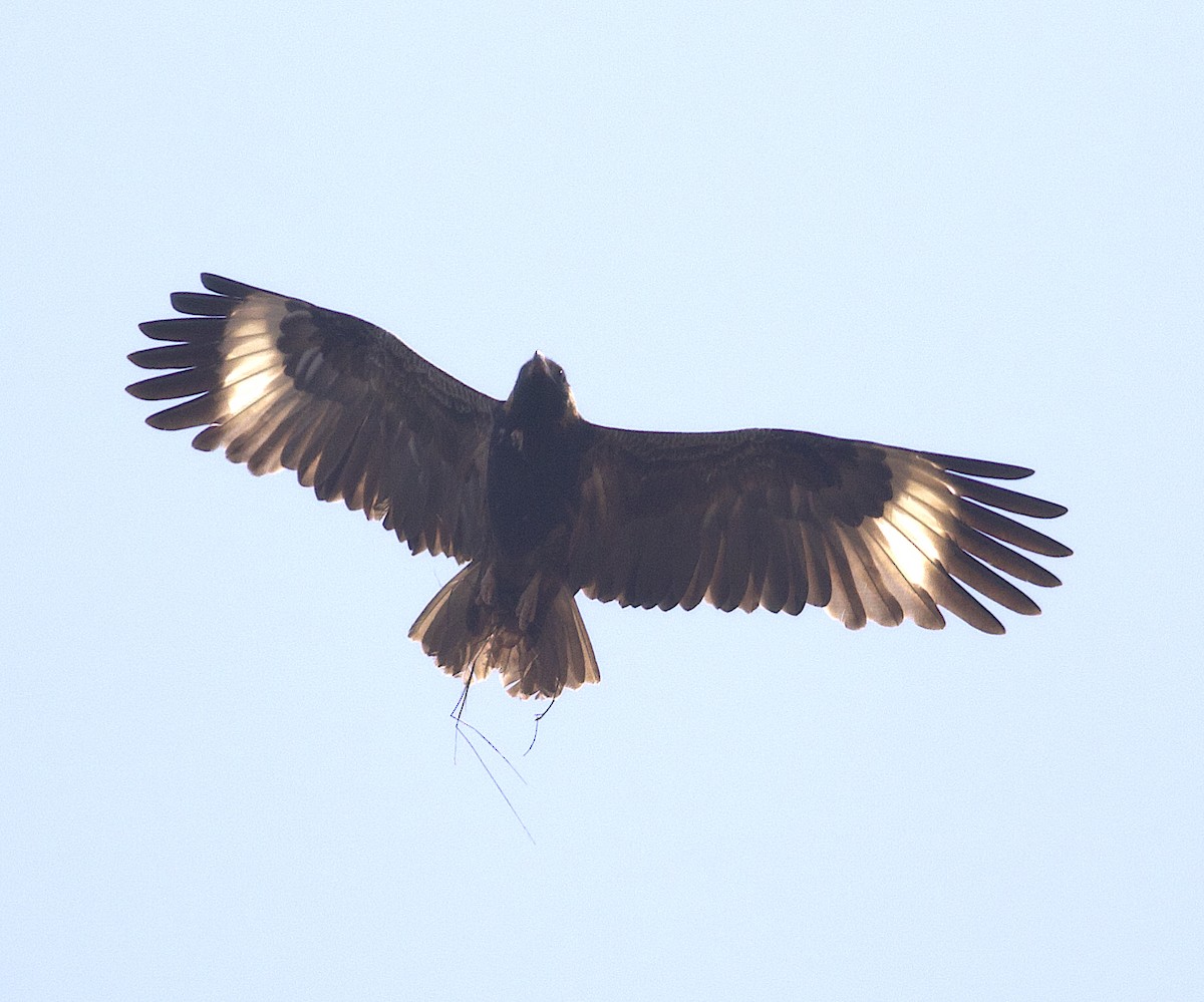 Black-breasted Kite - ML492748371