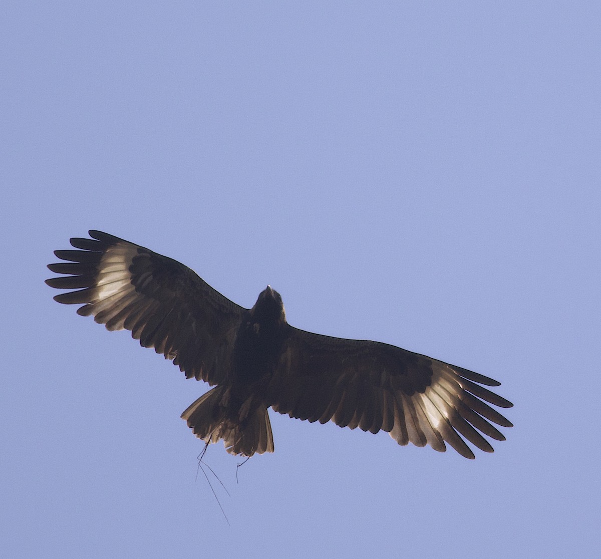 Black-breasted Kite - ML492748891