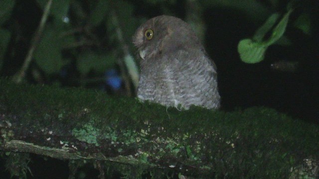 Puntarenas Screech-Owl (undescribed form) - ML492749101