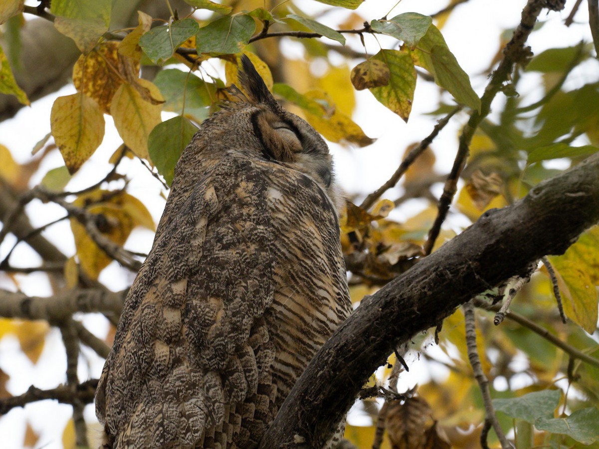 Great Horned Owl - ML492752451