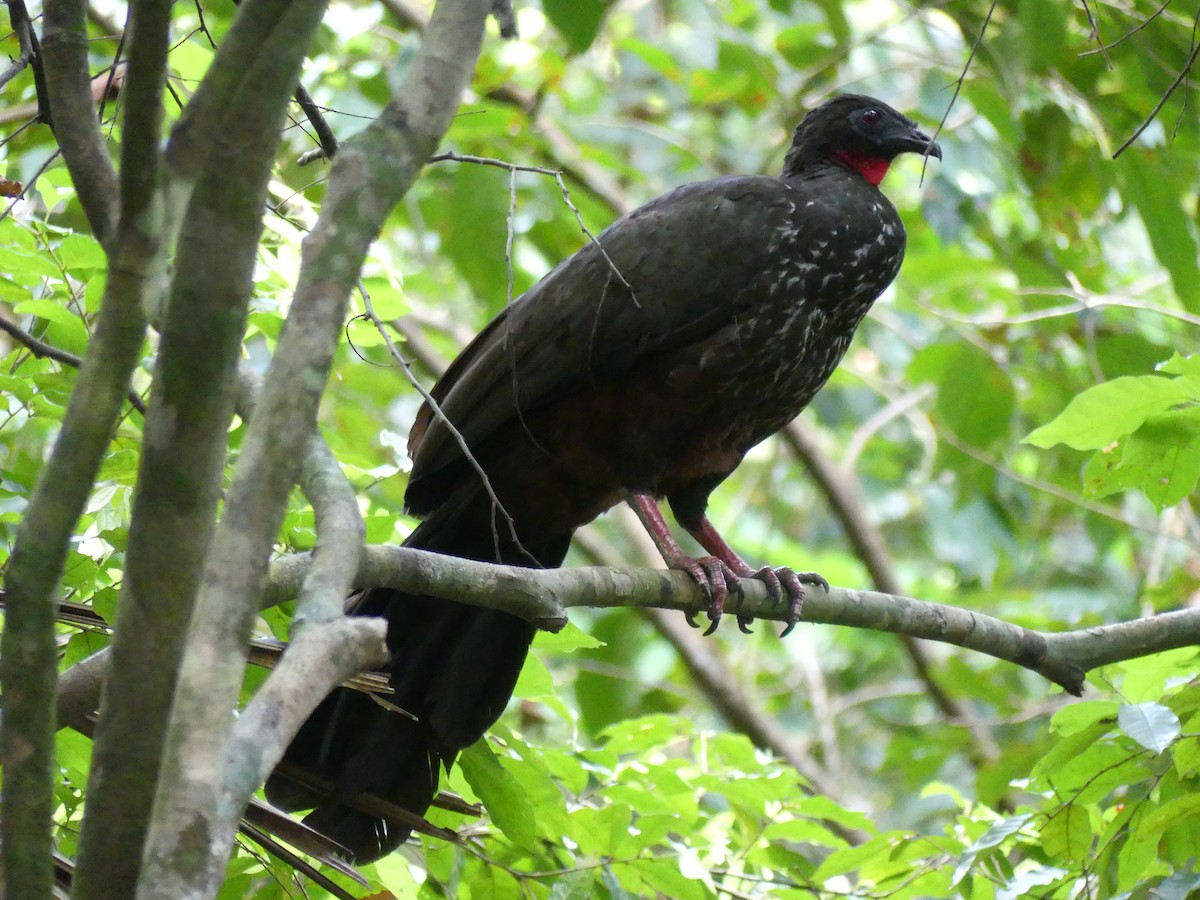Crested Guan - ML492754621