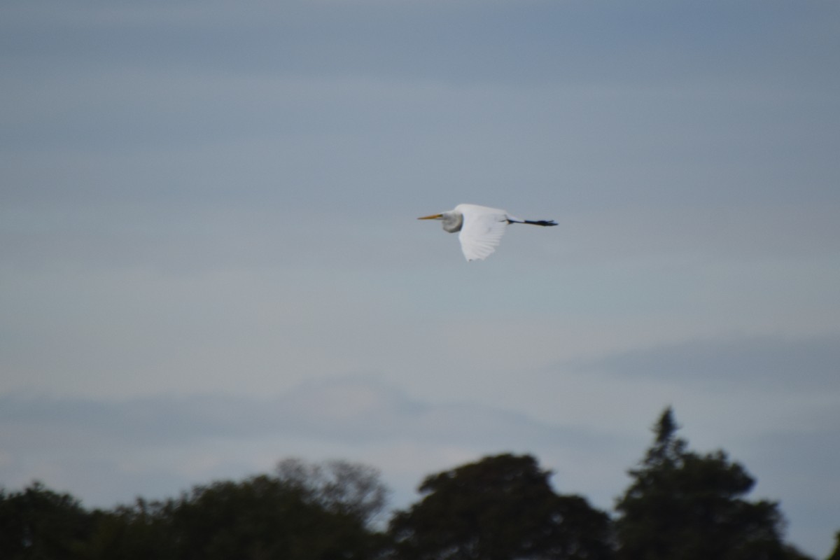 eBird Checklist - 10 Oct 2022 - Pochet Island - 42 species (+4 other taxa)