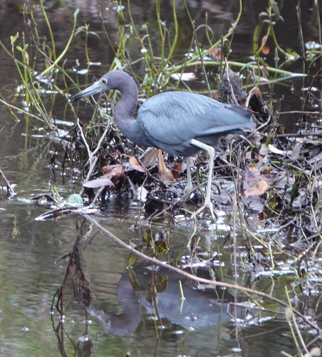 eBird Checklist 11 Oct 2022 Lower Green Swamp Preserve 40 species