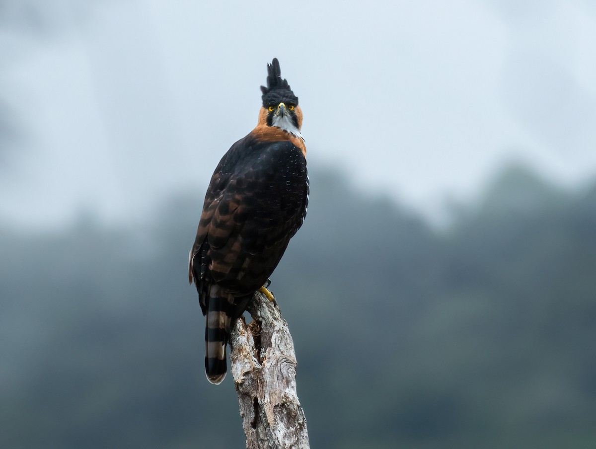 Ornate Hawk-Eagle - Jean Bonilla